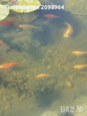 Езерни златни рибки и рибки кои, снимка 1 - Рибки - 42850205