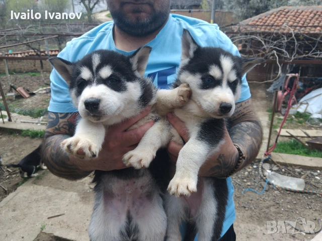 Малки кученца Сибирско хъски, снимка 3 - Хъски - 54125376