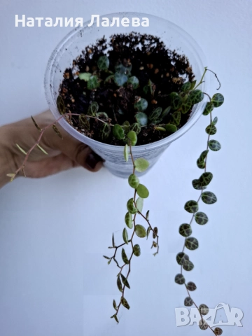 Пеперомия, peperomia prostrata, снимка 3 - Стайни растения - 52970761