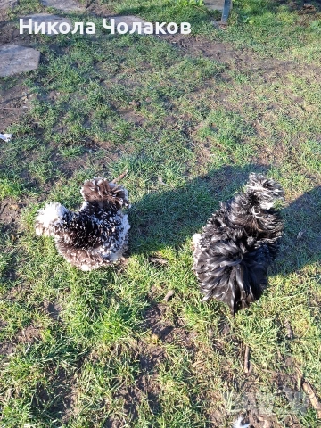 Американски копринки яйца , снимка 6 - Кокошки и пуйки - 54215690