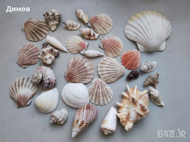 Лот раковина рапан мида декорация аквариум, снимка 5 - Други - 54035939