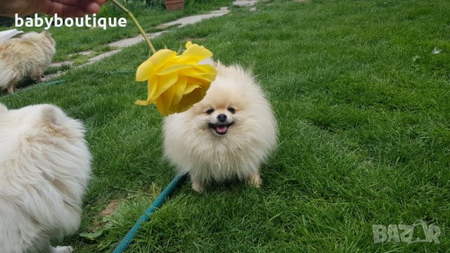 Померан за разплод, снимка 3 - Померан - 21816398