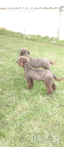 Пудел, снимка 2 - Пудели - 54322905