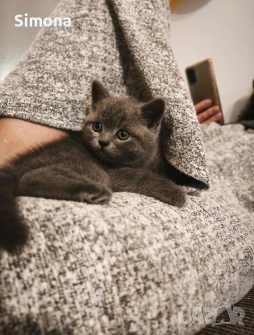 Британска късокосместа котка - мъжка, снимка 3 - Британска късокосместа - 53032874