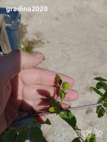 Хинап - финап  Гигански , снимка 11 - Градински цветя и растения - 31773550