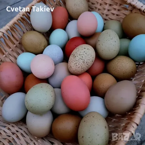 Цветни разплодни яйца, пъстри и разноцветни , снимка 5 - Кокошки и пуйки - 49789814