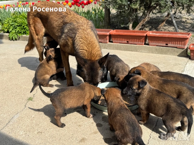 Белгийска овчарка Малиноа, снимка 6 - Белгийска овчарка - 54258738