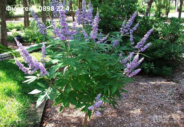 Дърво на целомъдрието (Vitex agnus castus) АВРАМОВО ДЪРВО, ВИТЕКС АГНУС КАСТУС, снимка 8 - Разсади - 46564154
