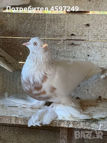 Подарък, снимка 1