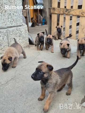 Белгийска овчарка Малиноа, снимка 6 - Белгийска овчарка - 54333379