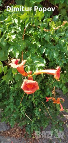 Текома,увивно расение, снимка 2 - Градински цветя и растения - 42598631