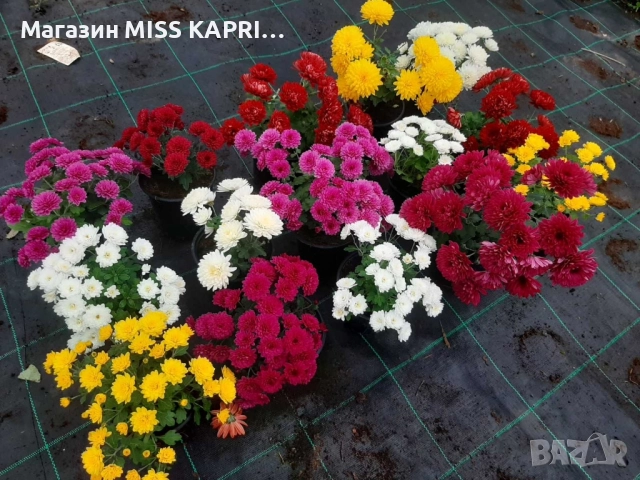 Промопакет хризантеми, снимка 3 - Градински цветя и растения - 52362807