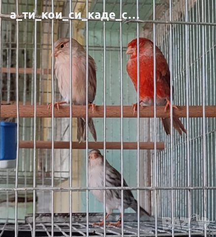 Червена Ахат мозайка млади , снимка 7 - Други игри - 52566138