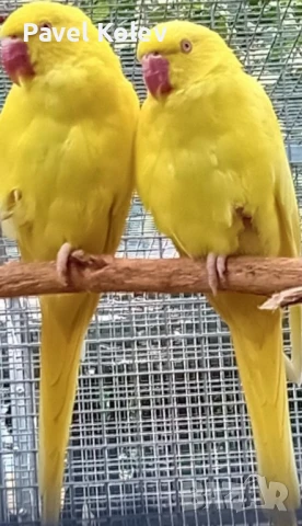 Различни видове птици на добри цени , снимка 7 - За птици - 51362622