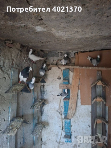 Английски типлери- Верф, снимка 3 - Гълъби - 54018697