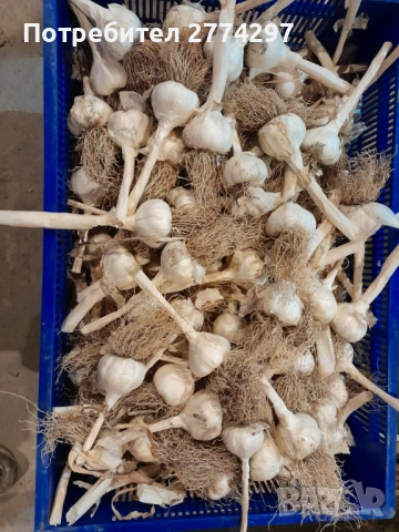 ЛетеН Чесън