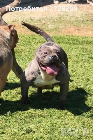 Американско Були Покет/ American Bully Pocket, снимка 10 - Питбул - 51488455
