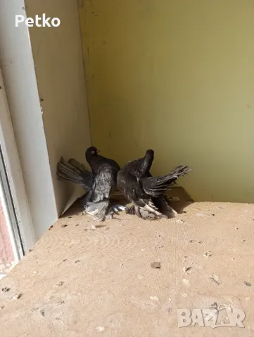 Продавам гълъби от снимките , снимка 11 - Гълъби - 47875262
