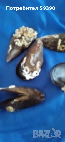 Мидени черупки от Италия , снимка 2 - Други стоки за дома - 50462722