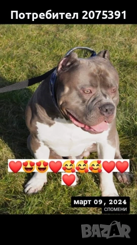 Американско були