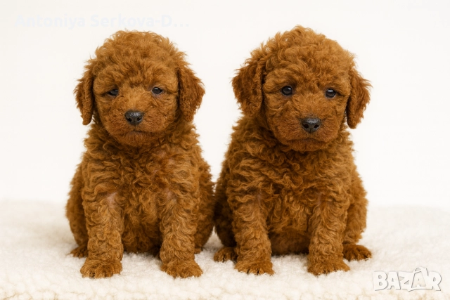 Poodle toy/Пудел той, снимка 3 - Пудели - 50806099