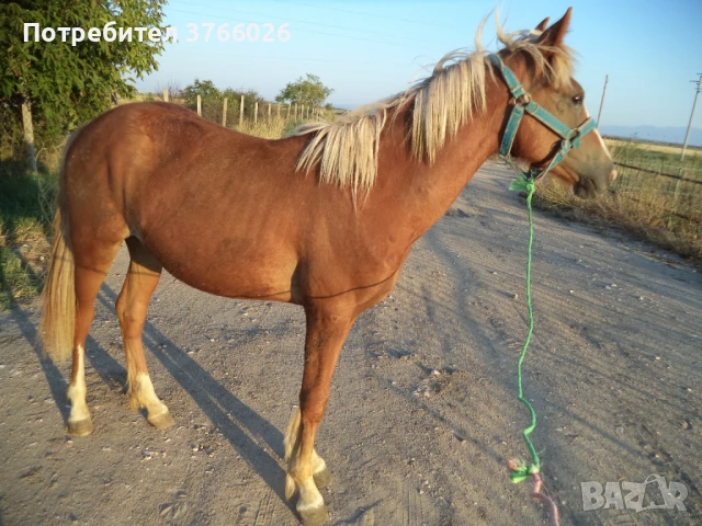 продавам кон