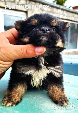 Дългокосместо мини чихуахуа, снимка 2 - Чихуахуа - 54242362