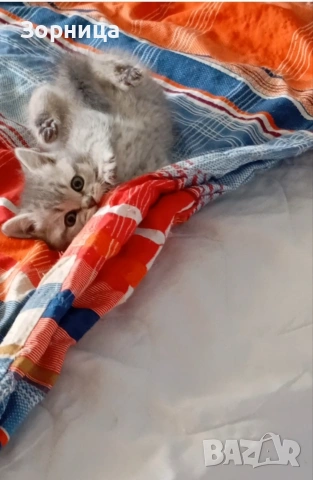 Британско коте, снимка 6 - Британска късокосместа - 54330863