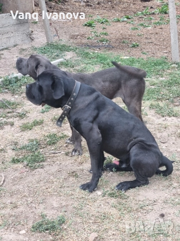 Кане корсо, снимка 1