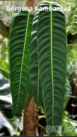 Philodendron Patriciae , снимка 1