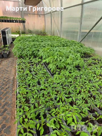 Разсад домати Нови Искър