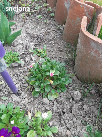 Разсад бели маргаритки  два вида, снимка 2 - Разсади - 44598025