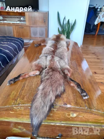 Стара кожа,яка от лисица, снимка 3 - Други ценни предмети - 49088159