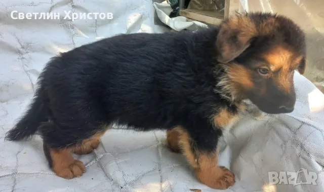 немски овчарки на 2 месеца, снимка 7 - Немска овчарка - 55872865