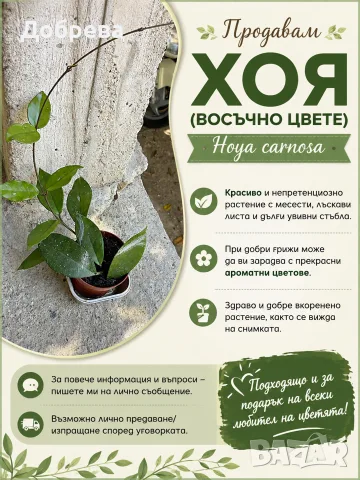 Хоя восъчно цвете