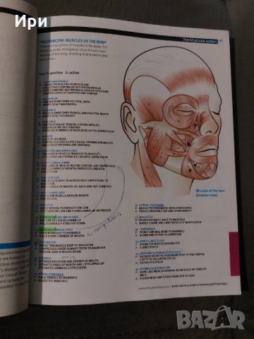 An Introductory Guide to Anatomy & Physiology, снимка 3 - Специализирана литература - 35404101