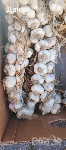 Продавам разсад-ягоди малини лозе алое Вера маруля стари сортовете семена картофи и де