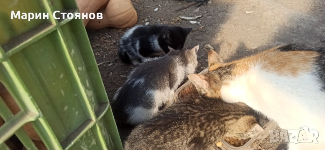 Котенца за грижовни стопани, снимка 7 - Други - 52582953
