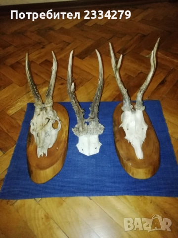 Стари глигански зъби-бивни,глиги и рога от саръндаци, млади елени, снимка 5 - Колекции - 52674338