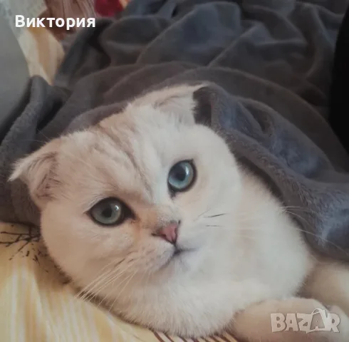 Котарак с порода клепоух шотландец си търси женска 