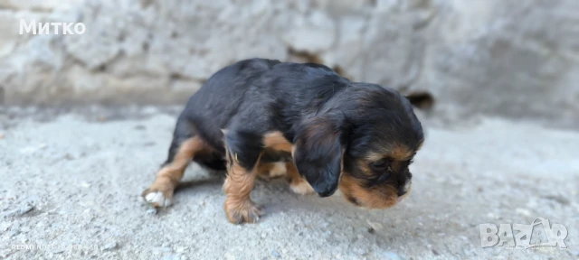 Кавалер Кинг Чарлз шпаньол , снимка 6 - Кавалер кинг чарлз шпаньол - 51169749