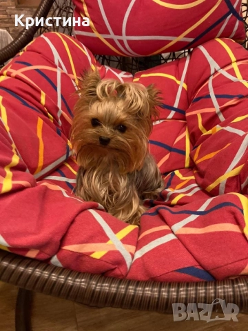 Мини йоркширски териер, снимка 7 - Йоркширски териер - 52559740