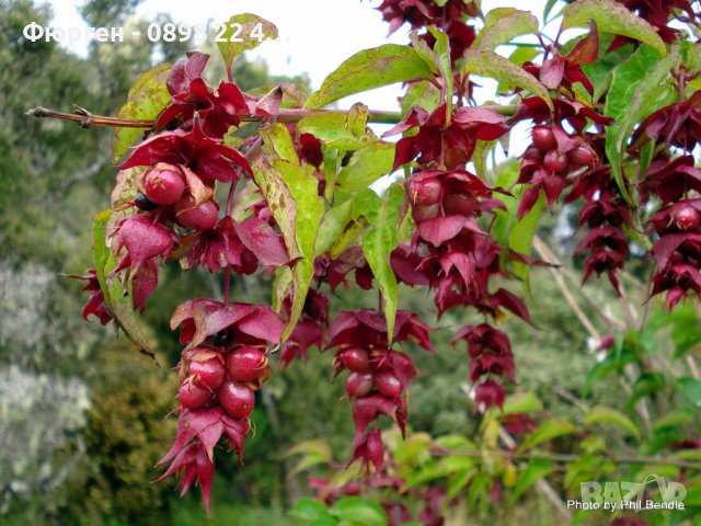 Хималайски храст(Himalayan honeysuckle), снимка 3 - Градински цветя и растения - 37605685
