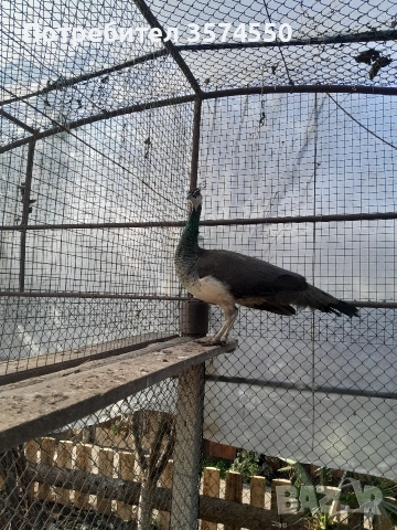 Продавам  женски пауни, снимка 3 - други­ - 52824375