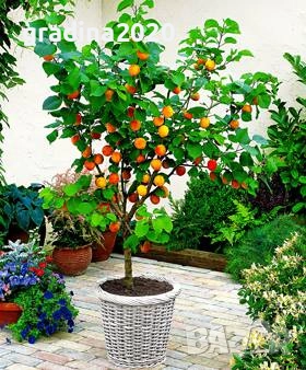 Мини Дръвчета