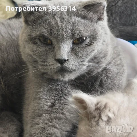 British Shorthair 61 дена, снимка 6 - Британска късокосместа - 55661938