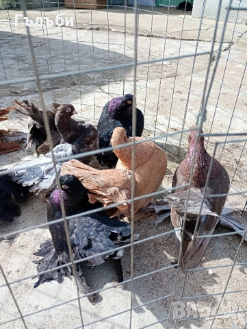 Ростовски, салтинети и гугутки , снимка 5 - Гълъби - 51955942