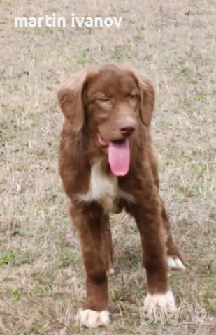 Женска каракачанка