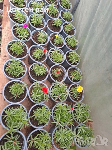 Кичесто калдаръмче , снимка 5 - Градински цветя и растения - 54365045