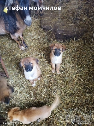 подарявам , снимка 5 - Други - 52606159